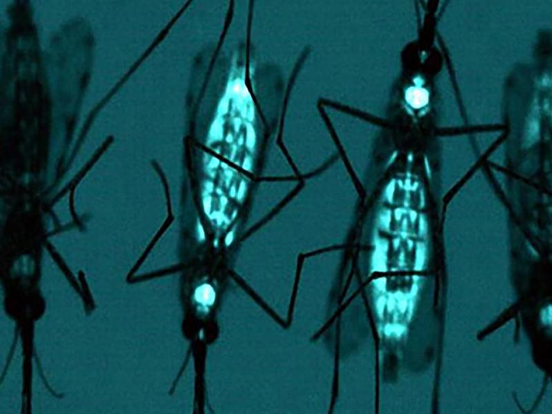 The GMO that will stop&nbsp;Malaria.