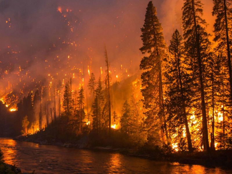 FOREST FIRES ARE  NOT SO&nbsp;BAD!